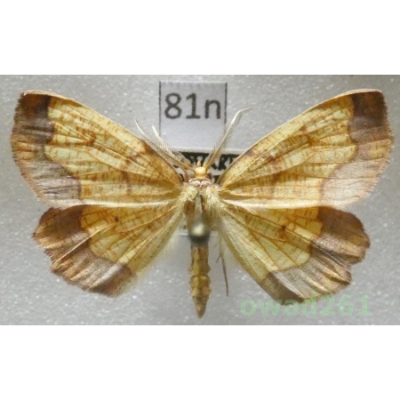 Epione vespertaria (Linnaeus, 1767) Slovakia81n